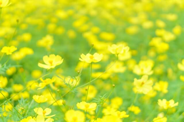 コスモスの花